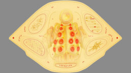 perception-guardians-galaxy-3-marvel-vfx-case-study-meat-suit-ui-sketch-02